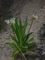 Crinum pedunculatum