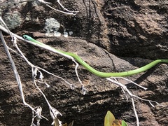 Philothamnus occidentalis