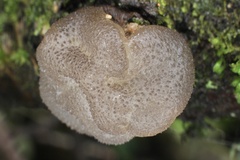 Exidia novozealandica