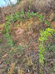 Ehretia rigida