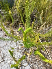 Microdon dubius