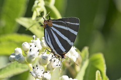 Panthiades bathildis