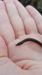 Nerophis lumbriciformis