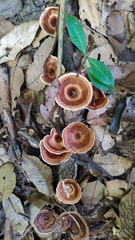 Microporus xanthopus