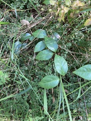 Vincetoxicum barbatum