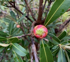 Montrouziera sphaeroidea