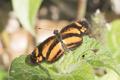 Castilia
