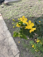 Senna pendula
