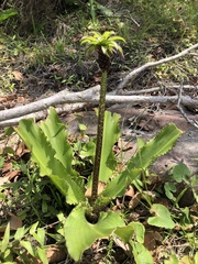 Eucomis