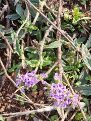 Heliotropium amplexicaule