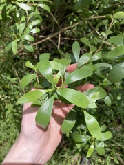 Myoporum boninense