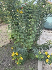 Senna pendula