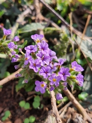 Heliotropium amplexicaule