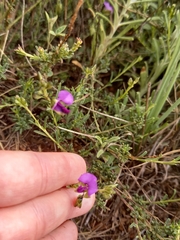Polygala uncinata