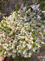Erica nivea