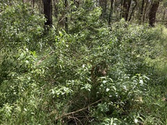 Myoporum boninense