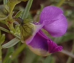 Polygala uncinata