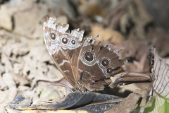 Morpho