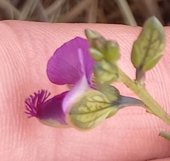 Polygala uncinata