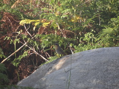 Cossypha caffra caffra