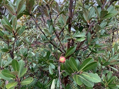 Montrouziera sphaeroidea