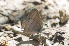 Euptychiina