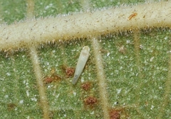 Ficocyba ficaria