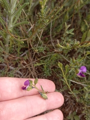 Polygala uncinata