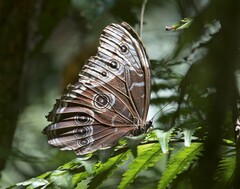 Morpho helenor image