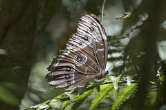 Morpho