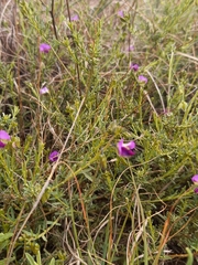 Polygala uncinata
