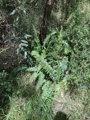 Pellaea falcata