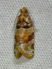Argyrotaenia kimballi