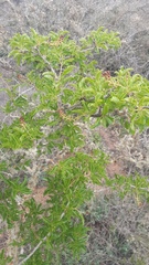 Anisomeria littoralis
