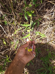 Aneilema aequinoctiale