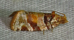 Argyrotaenia kimballi