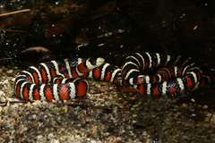 Lampropeltis knoblochi