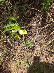 Aneilema aequinoctiale