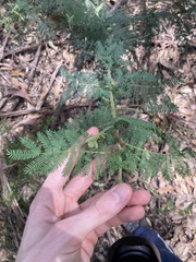 Acacia pubescens