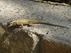 Sceloporus melanorhinus