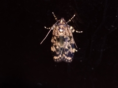 Barea codrella