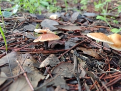 Gymnopus brassicolens