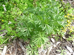 Geranium dissectum