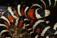Lampropeltis knoblochi