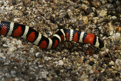 Lampropeltis knoblochi