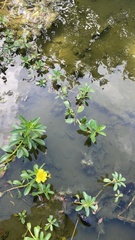 Ludwigia taiwanensis