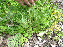 Geranium dissectum