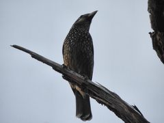 Ailuroedus maculosus