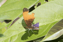 Marpesia corita