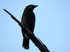 Ailuroedus maculosus